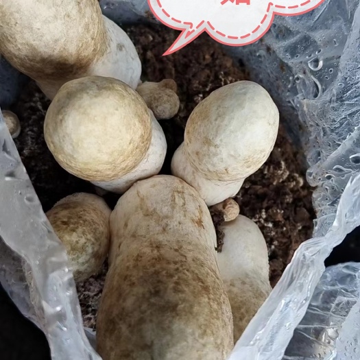 钦州蘑菇