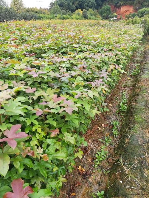 利川市枫香杯苗裸根苗大量现货价格便宜