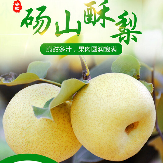 砀山县砀山酥梨/代办