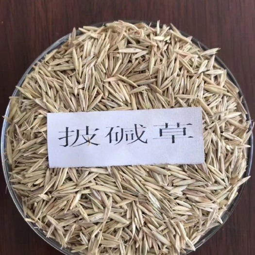 同德县青海同德高寒短芒披碱草毛货