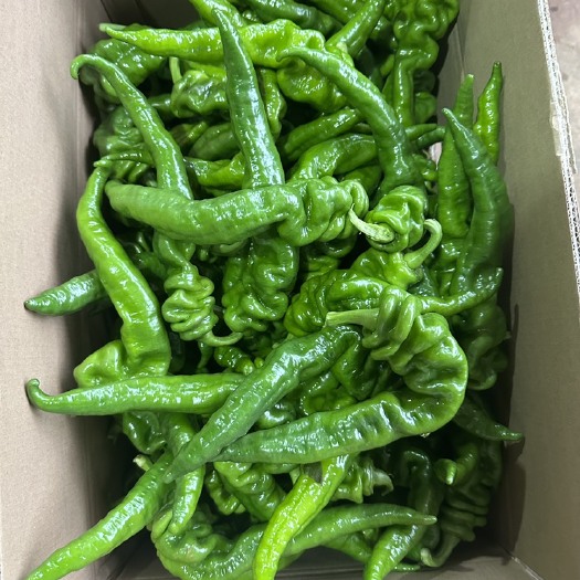 徐闻县【精品】湛江鲜辣椒、螺丝椒、陇椒、螺纹椒、量大质优、视频看货