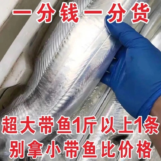 【1-3斤大带鱼】大带鱼东海带鱼新鲜鲜活刀鱼海鲜水产包邮