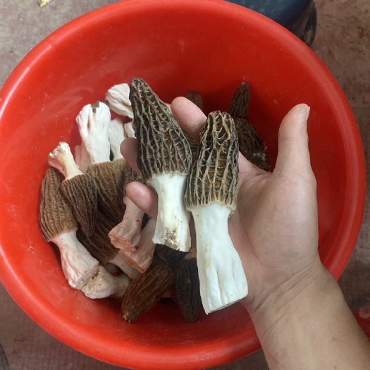 羊肚菌