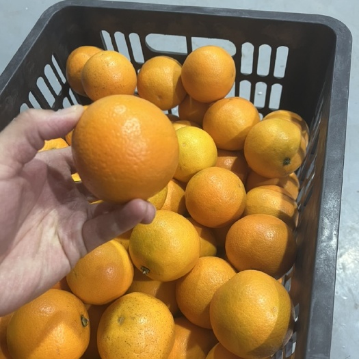 冰糖橙