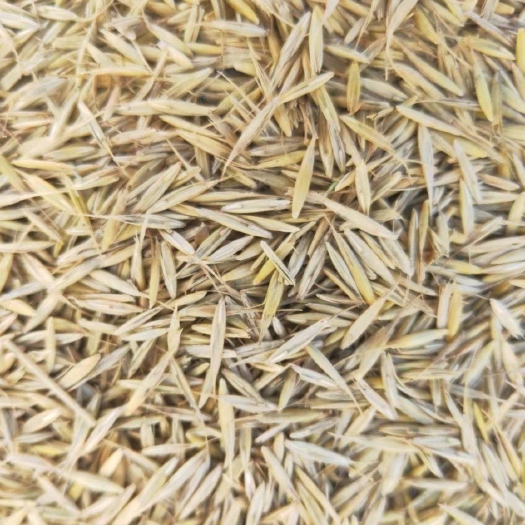 同德县青海同德垂穗披碱草种子，抗旱耐寒，抗风沙，耐烟碱，耐贫瘠。