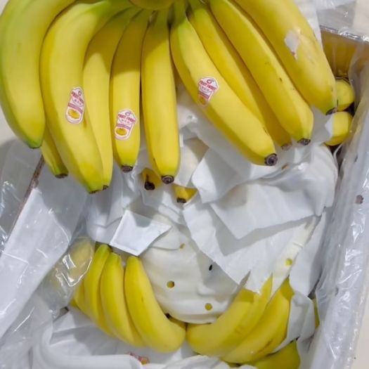 上海菲律宾精品二级香蕉，货非常漂亮，