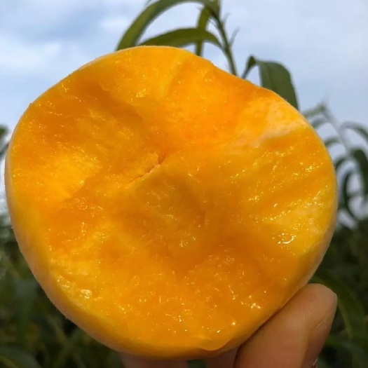 砀山县x黄金蜜桃树苗，1-5号  个头大 颜色好 口感脆甜 品种纯