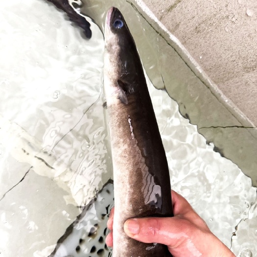 淡水鳗鱼河鳗鲜活白鳝潮汕乌耳鳗鳗鲡蒲烧鳗鱼原料烧烤肉火锅蒸汽