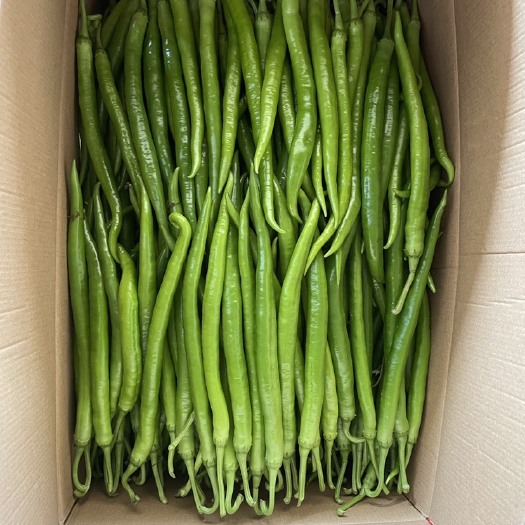 徐闻县【精品】湛江鲜辣椒，8号线椒、3号线椒，货源充足，量大质优