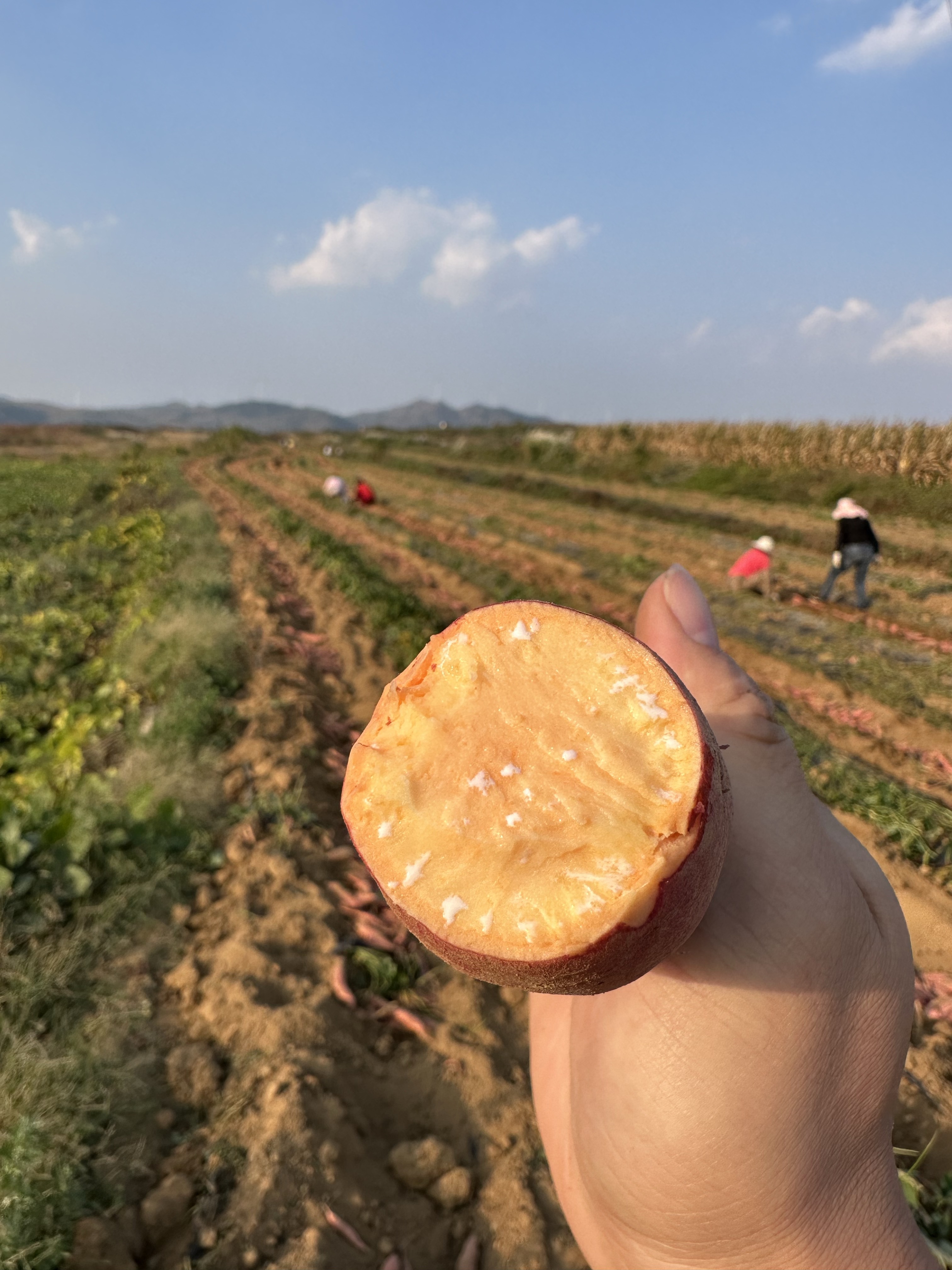 山东烟台海阳烟薯25烟蜜薯烤块红薯地瓜整车一件代发