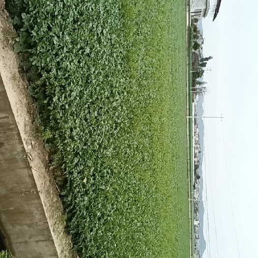 大英县自家基地白萝卜，1000亩，没有代办费，需要直接联系我