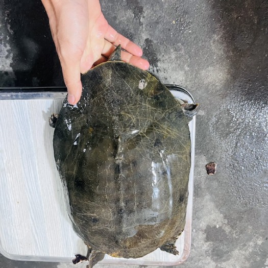 洪湖市土甲鱼 大货 每只 4 斤以上甲鱼零售及批发