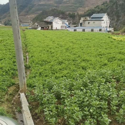 仁怀市豌豆尖