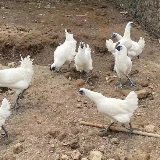 无锡【纯种】蓝耳江山白乌骨鸡活体白羽鸡苗乌鸡白毛乌骨鸡纯白色批发
