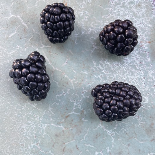 昆明四季黑莓，四季树莓！品种：福瑞达+旅行者，场地：昆明，组培苗