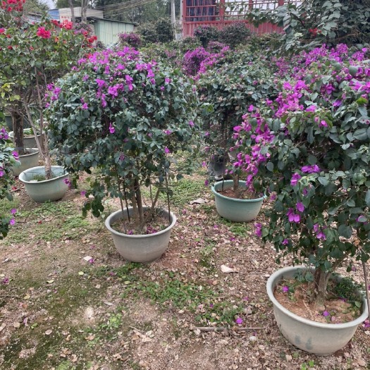 普宁市紫花勒杜鹃