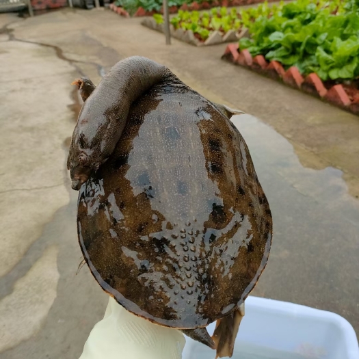 益阳【老哥推荐】精品土甲鱼水鱼