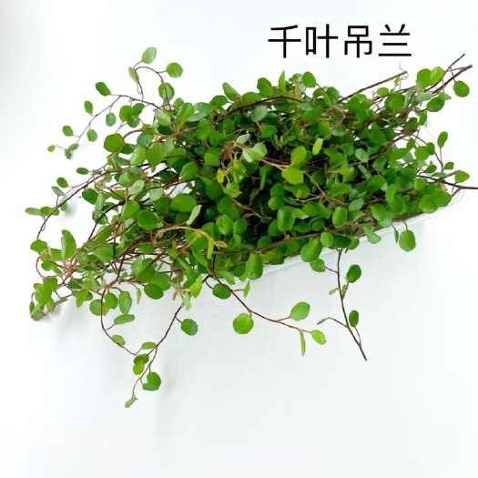 广州酒店烘培蛋糕店摆盘装饰花草