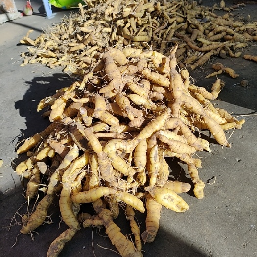 藏黄精异地种植品种