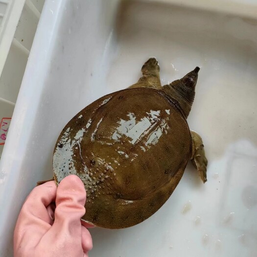 益阳湖区本地土甲鱼水鱼