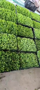 广汉市豌豆尖