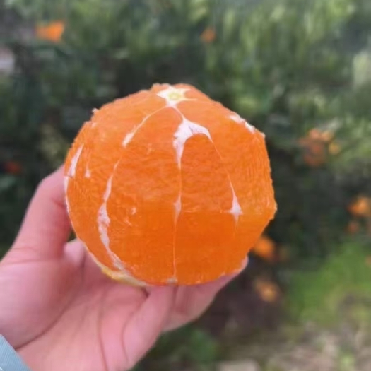 秭归县湖北秭归果冻橙九月红