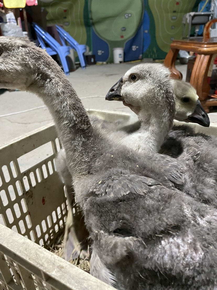 脫溫獅頭鵝苗 灰色獅頭鵝四、五斤苗