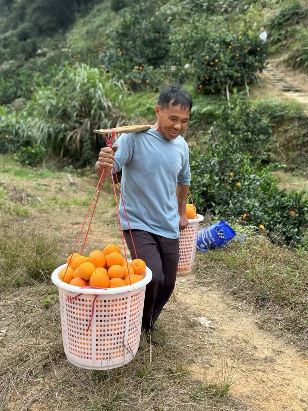 赣南脐橙 果园直发 现摘江西橙子对接市场商超团购电商平台批发