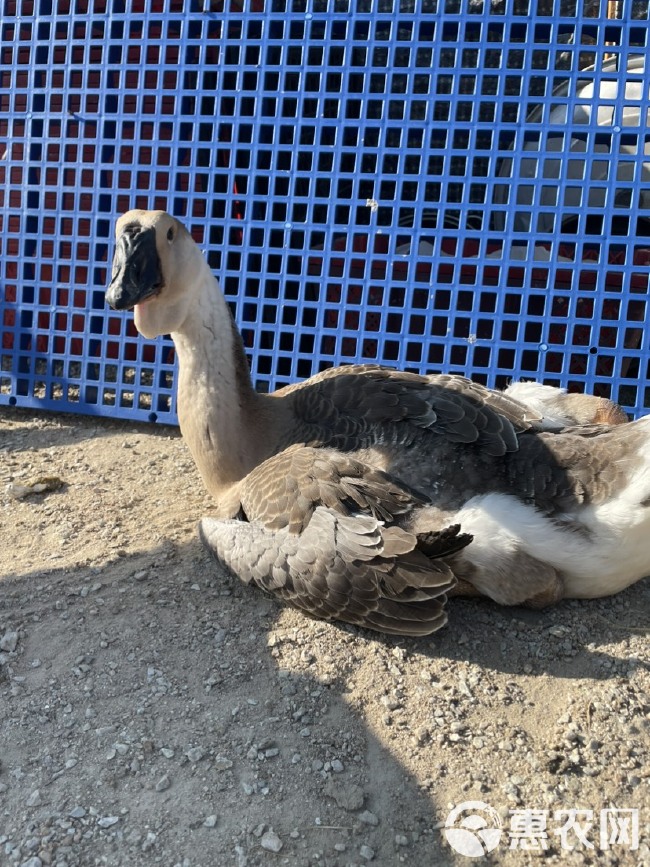 澄海狮头鹅，脱温苗14到15斤