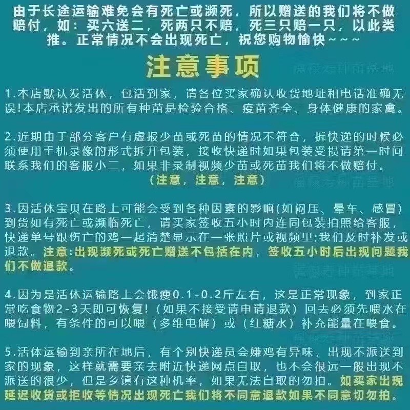 急售七彩山鸡活苗脱温蛋半斤幼苗山鸡批发包邮到家因为是