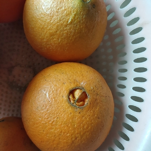 宜章县脐橙