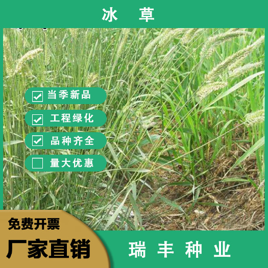 冰草种子 牧草固土护坡扁穗草籽植被恢复防风固沙先锋草植被恢复