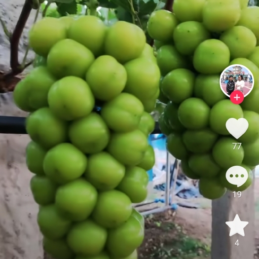 昆明阳光玫瑰