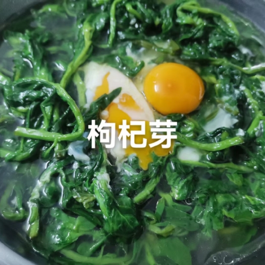 佛山枸杞芽，量大有优惠