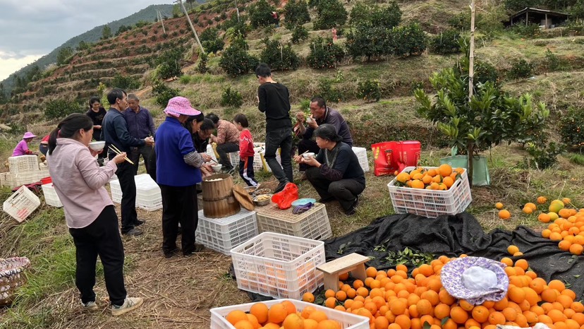 赣南脐橙 果园直发 现摘江西橙子对接市场商超团购电商平台批发