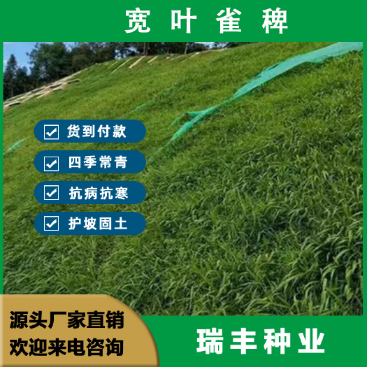 宽叶雀稗草籽国产宽叶草种子护坡种畜禽牛羊鱼兔牧草种籽草坪草籽