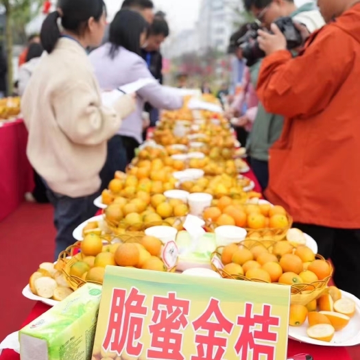 融安县融安金桔全渠道对接大量现货批发零售脆密金桔滑皮金桔全国发货