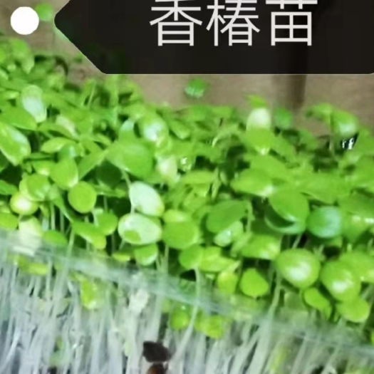 清丰县活体香椿苗