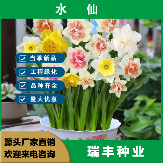 水仙花盆栽室内庭院水养水培植物四季开花耐寒花卉绿植好养易成活
