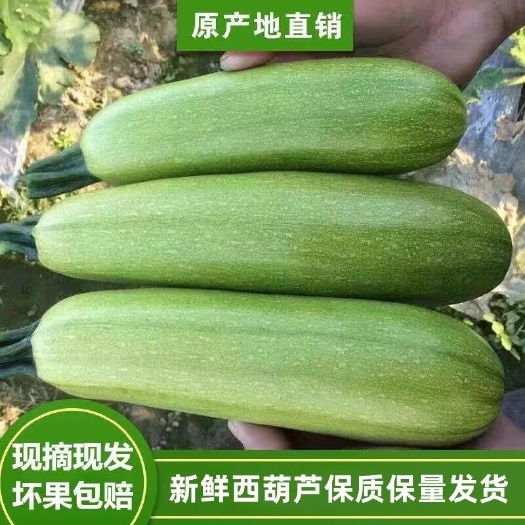 昭通云南新鲜西葫芦小瓜荨瓜角瓜烧烤用小瓜现摘现发