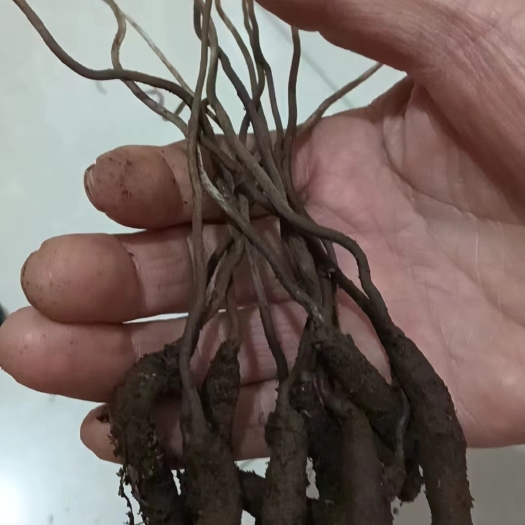 绥江县冬虫夏草