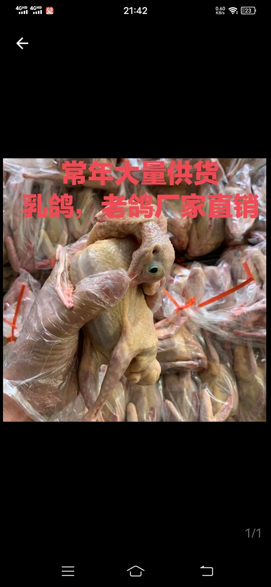 乳鸽，老鸽，白条乳鸽大量供应厂家直销