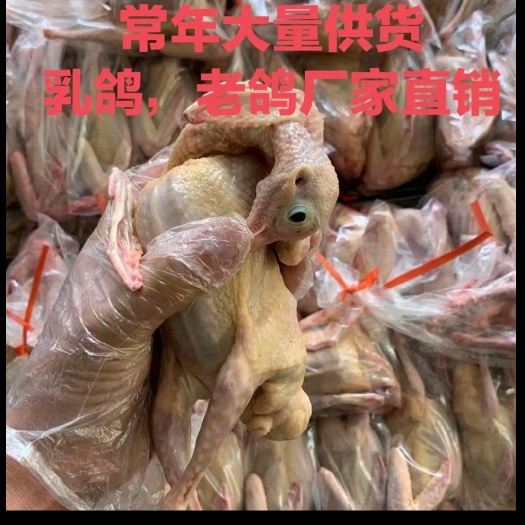 晋州市乳鸽，老鸽，白条乳鸽大量供应厂家直销