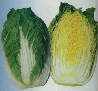 荣成市黄芯大白菜