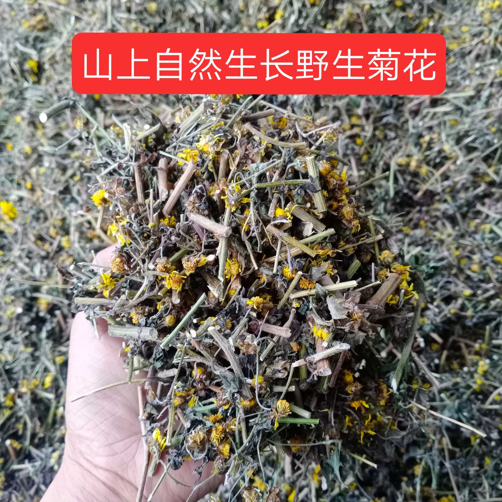 贵州野菊花