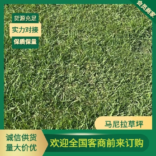 佛山马尼拉草坪草卷，草块