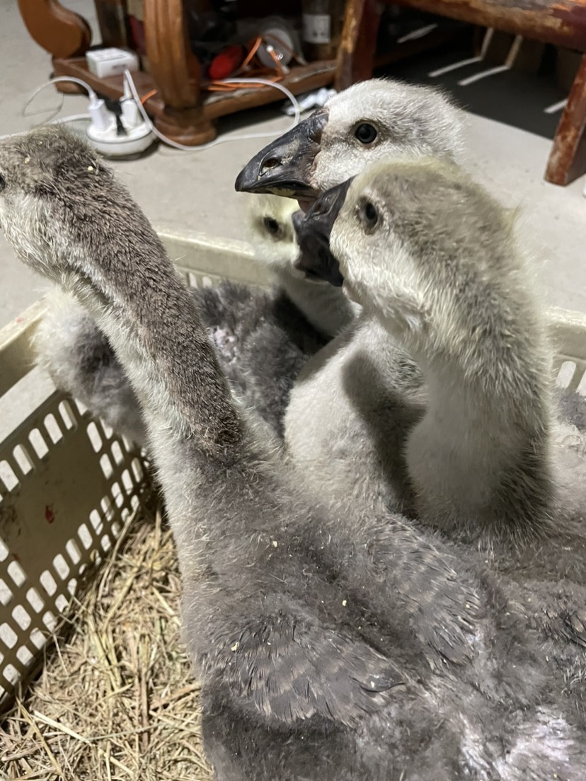 脫溫獅頭鵝苗 灰色獅頭鵝四、五斤苗