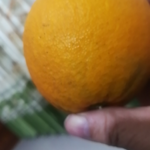 重庆市长虹脐橙