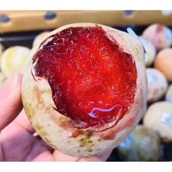 嫁接味帝李子苗，美国杏李，李中帝王，早熟个大超甜自花授粉