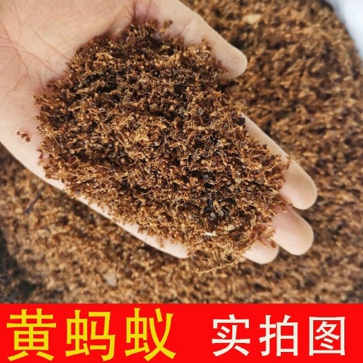 亳州深山黄蚂蚁 干货黑蚂蚁 黄蚂蚁 红蚂蚁 中药材